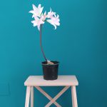 Dirección, horario, teléfono y opiniones de Pintor Antonio Kiko Ternero en Málaga