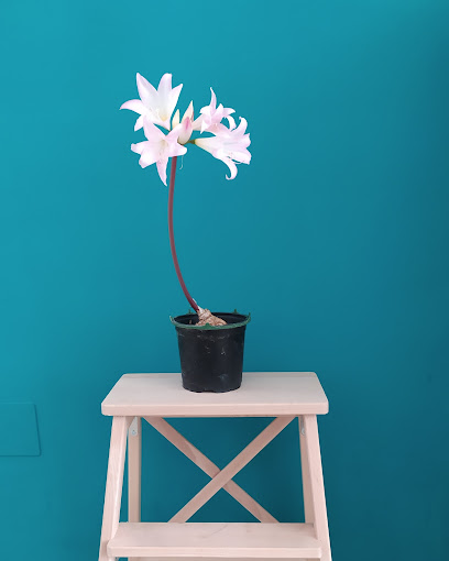 Dirección, horario, teléfono y opiniones de Pintor Antonio Kiko Ternero en Málaga